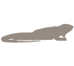 iguana marine