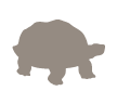 galapagos giant tortoise giant turtle