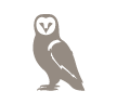 Galapagos short eared owl
