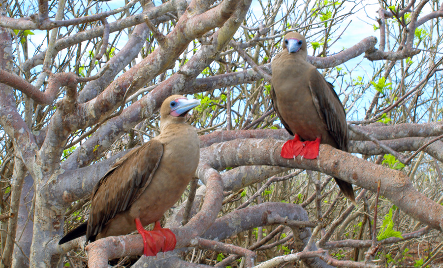 Catamaran Archipel Oniric Cruises Galapagos Islands Ecuador