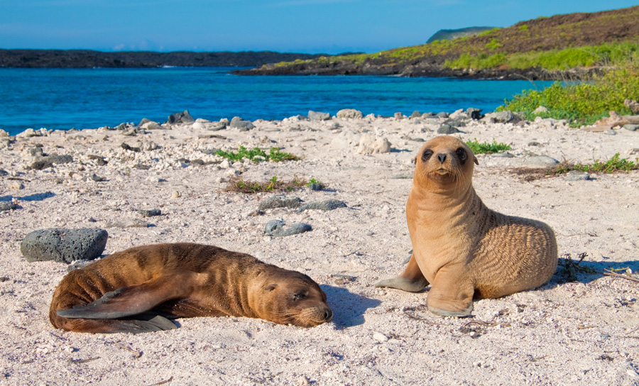 Catamaran Archipel Oniric Cruises Galapagos Islands Ecuador