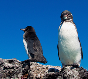 Espinoza point Archipel ATC Cruises Galapagos Islands Ecuador
