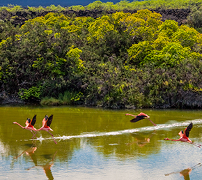 moreno point Archipel ATC Cruises Galapagos Islands Ecuador