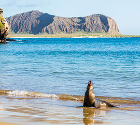 Lobos Islet San Cristobal Archipel ATC Cruises Galapagos Islands Ecuador