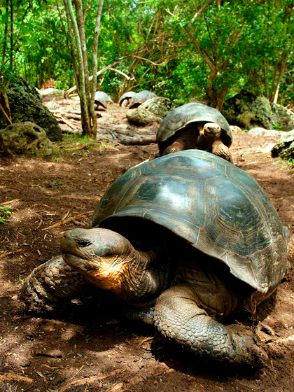 Catamaran Archipel route A ATC Cruises Galapagos Islands wildlife Ecuador