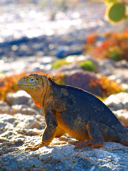 Catamaran Archipel ATC Cruises Galapagos Islands wildlife Ecuador 