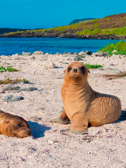 Catamaran Archipel ATC Cruises Galapagos Islands wildlife Ecuador