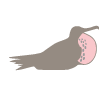 American frigatebird