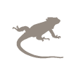 land iguana galapagos islands