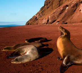 Rabida Galapagos Islands