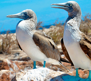 North Seymour Galapagos Islands