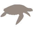 Green sea turtle in the Galapagos