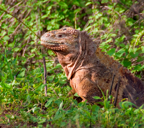 urbina-bay-galapagos