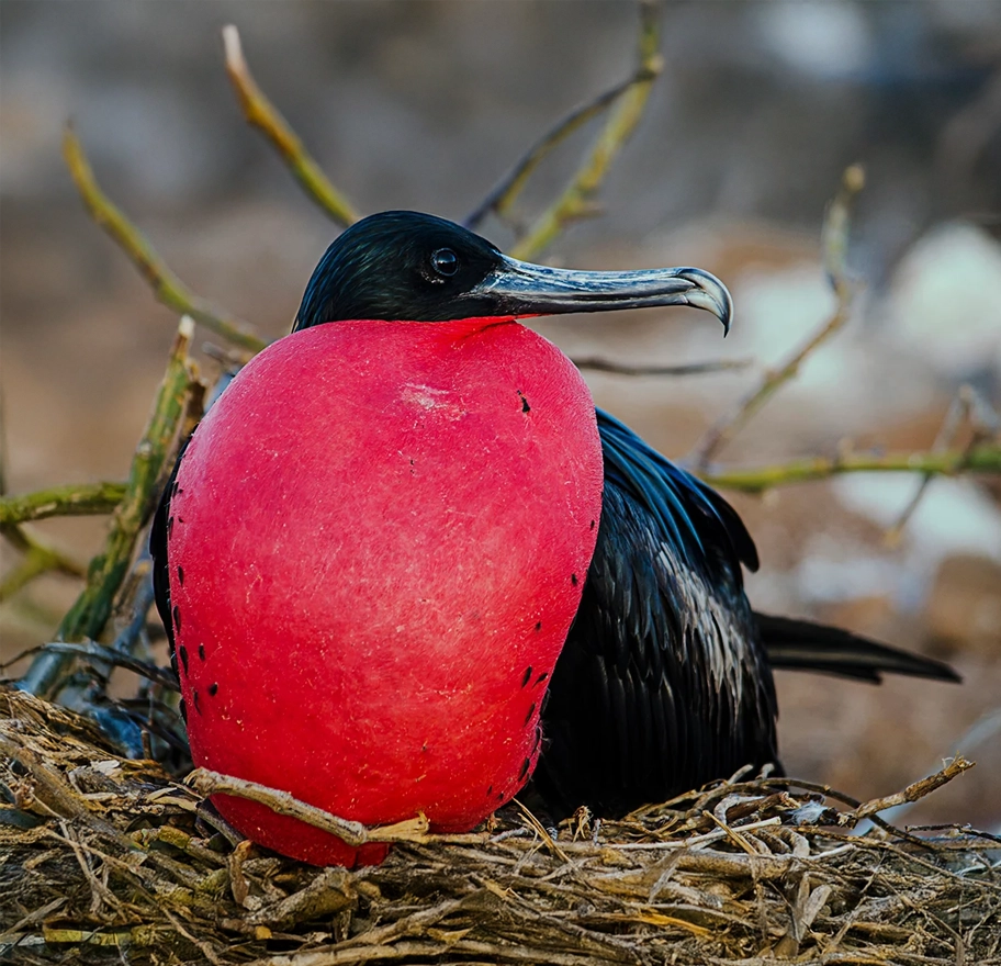 galapagos-archipel-catamaran-fragata-bird