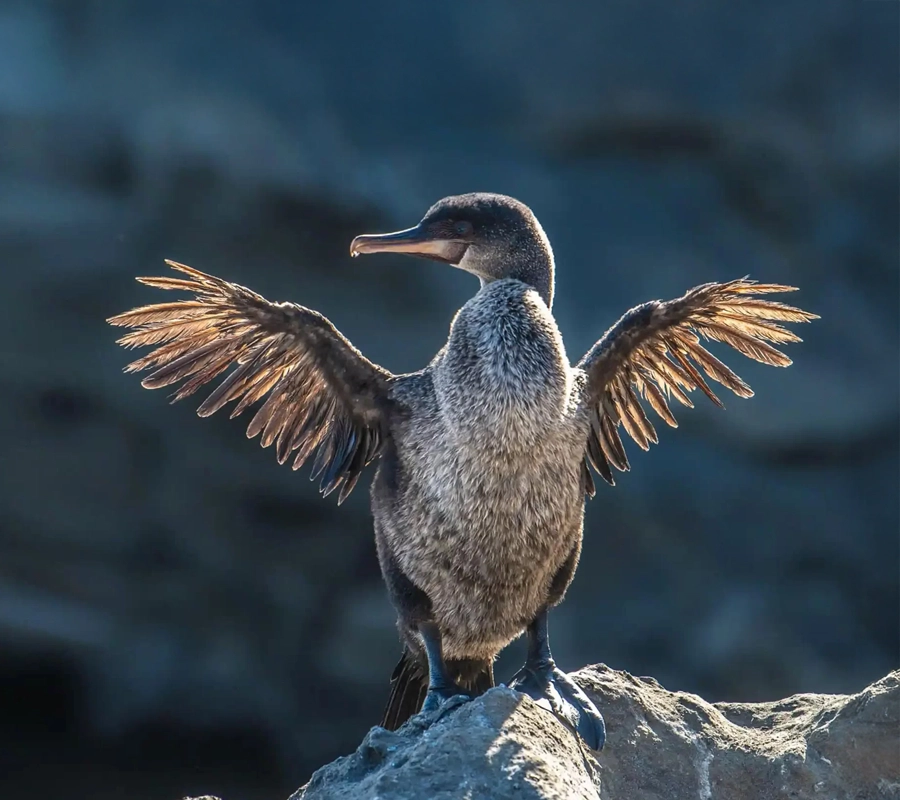 galapagos-wildlife-archipel-cruise